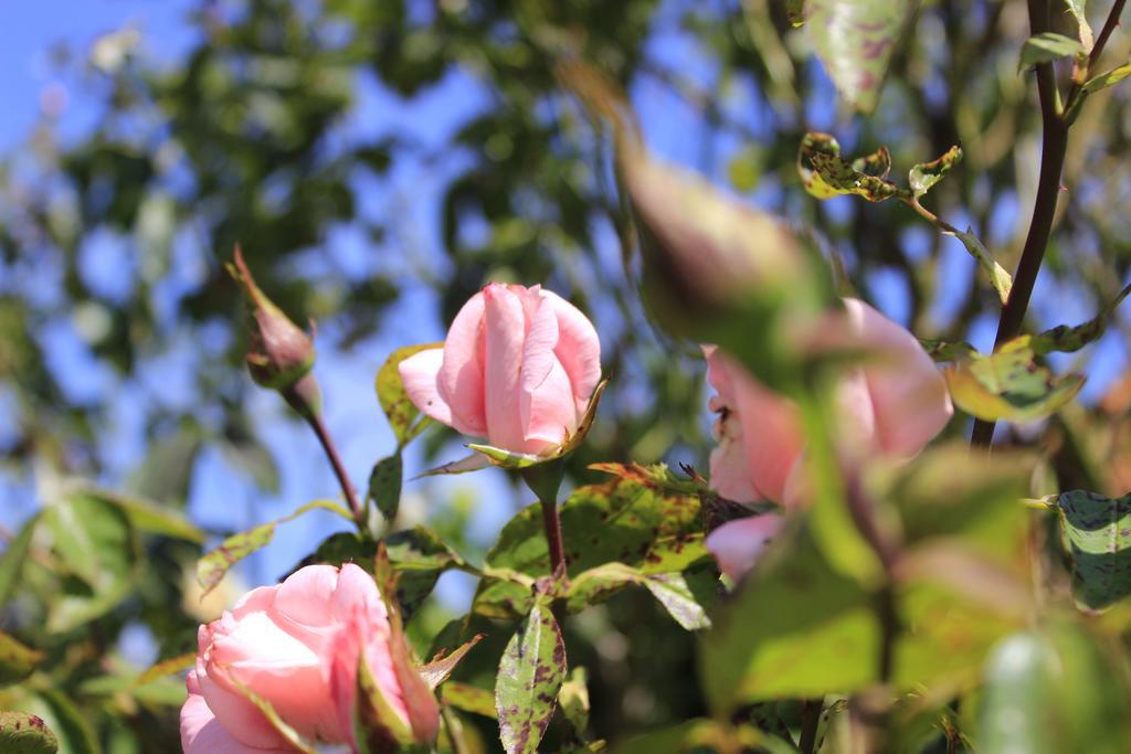 Den Bongaerd B&B And Wellness Tongeren Luaran gambar